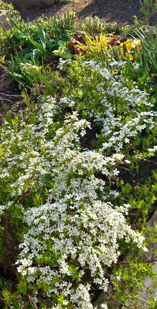  - 2025 - 01 - Primavara