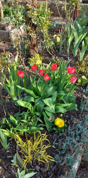  - 2025 - 01 - Primavara