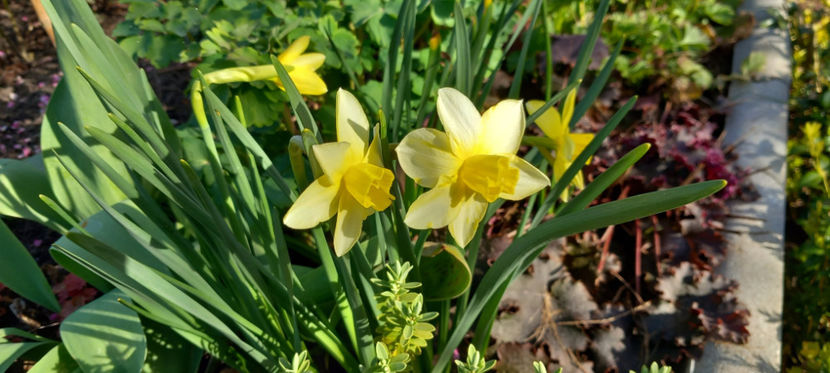  - 2025 - 01 - Primavara