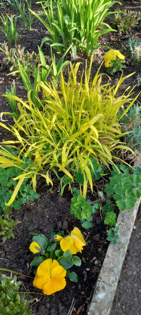  - 2025 - 01 - Primavara