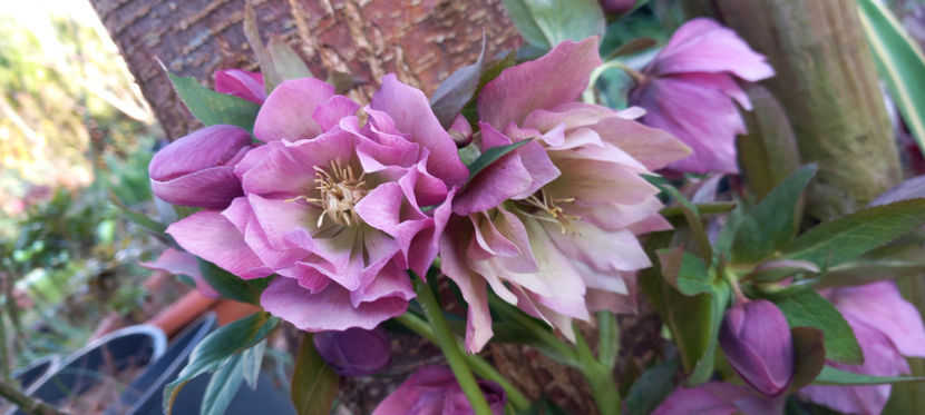  - Helleborus - Spanz
