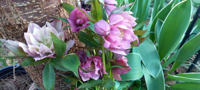  - Helleborus - Spanz