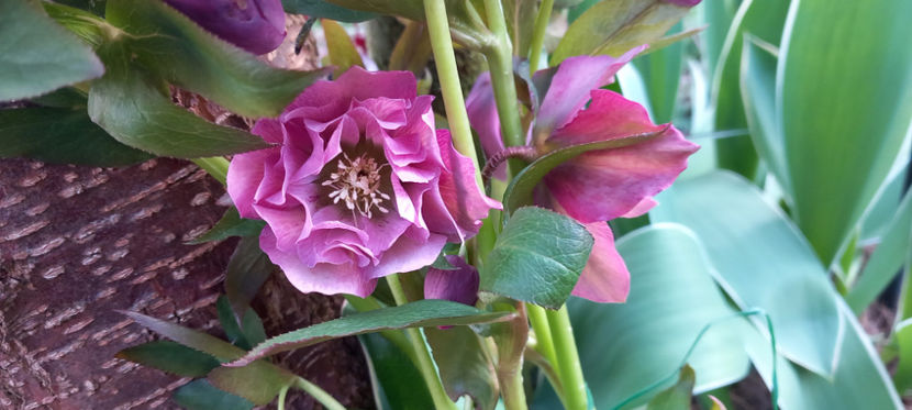  - Helleborus - Spanz