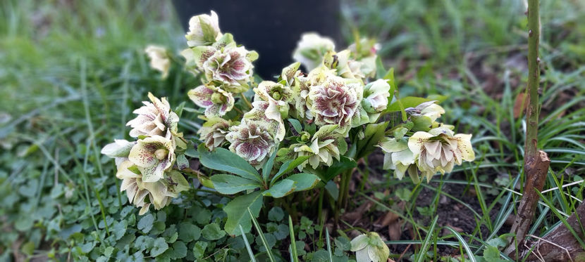  - Helleborus - Spanz