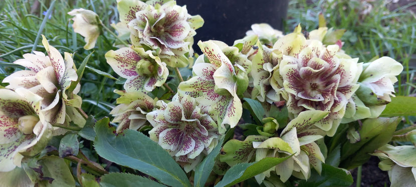  - Helleborus - Spanz