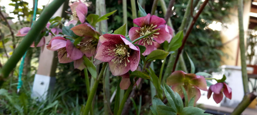  - Helleborus - Spanz