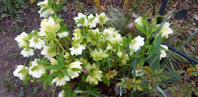  - Helleborus - Spanz
