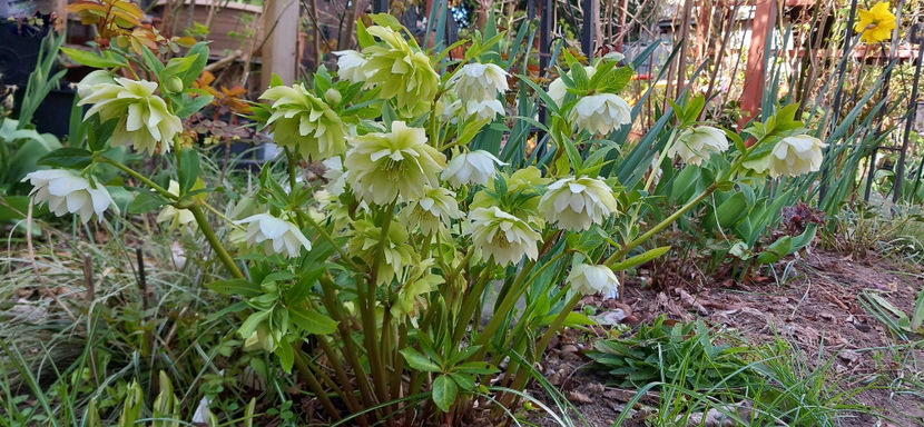  - Helleborus - Spanz