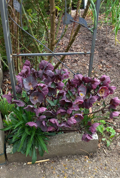  - Helleborus - Spanz