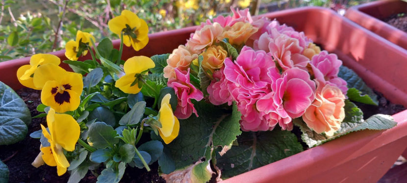  - 2025 - 01 - Primavara