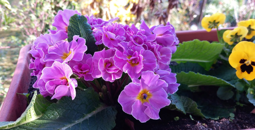  - 2025 - 01 - Primavara