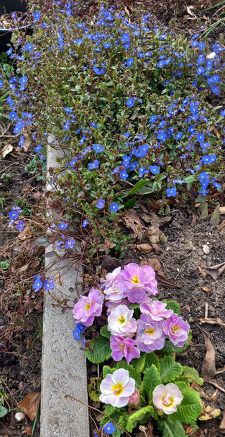  - 2025 - 01 - Primavara