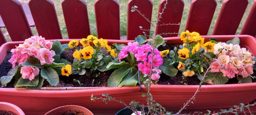  - 2025 - 01 - Primavara