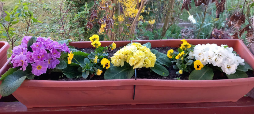  - 2025 - 01 - Primavara