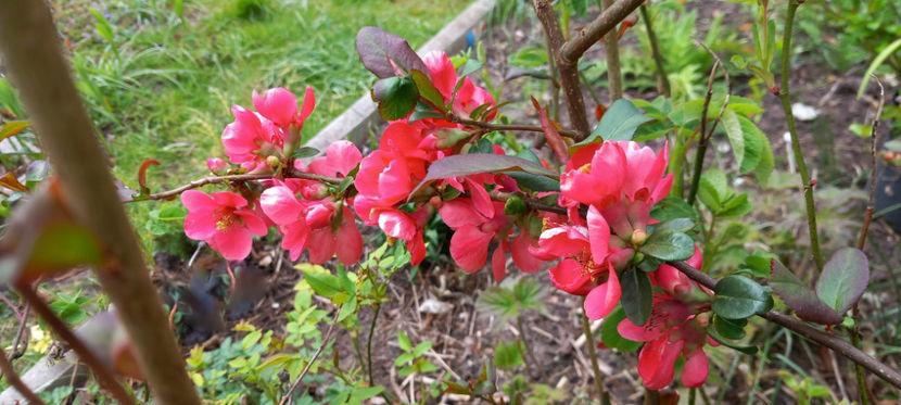  - 2025 - 01 - Primavara