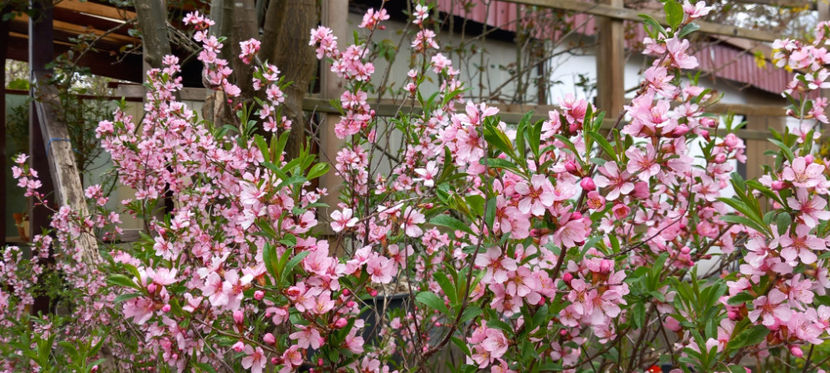  - 2025 - 01 - Primavara