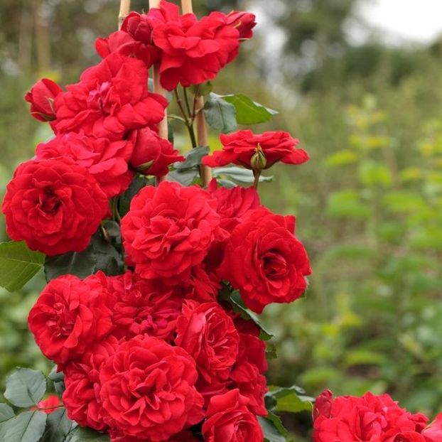 1283-2982a-rosier_grimpant_negresco_meigrappo-mi-hd-t1000 - Meilland urcator Negresco Meigrappo