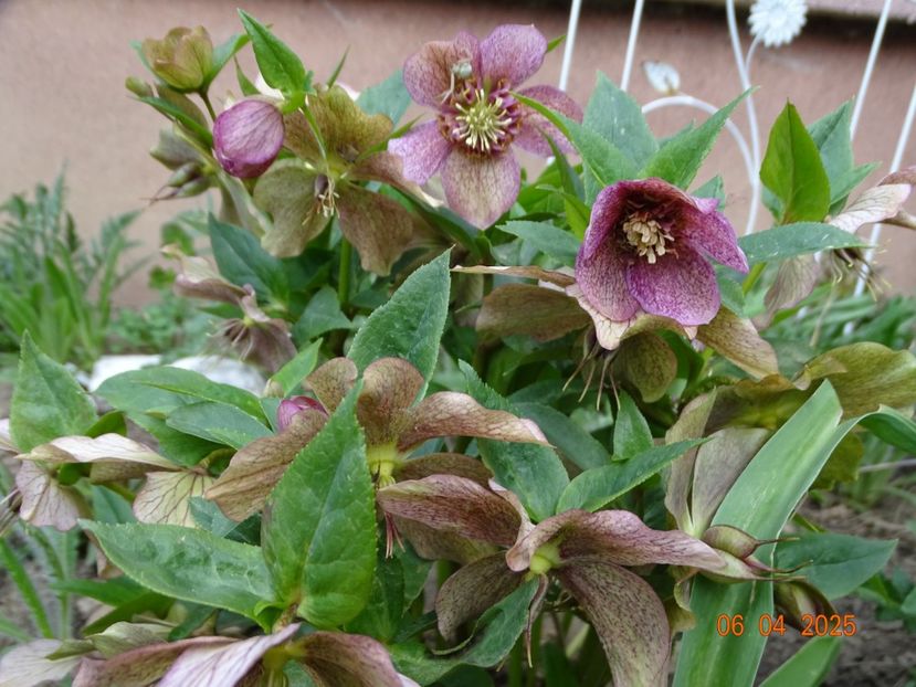  - Helleborus 2025