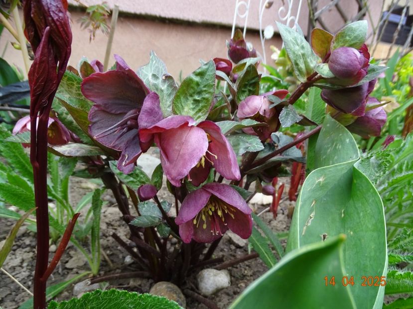  - Helleborus 2025
