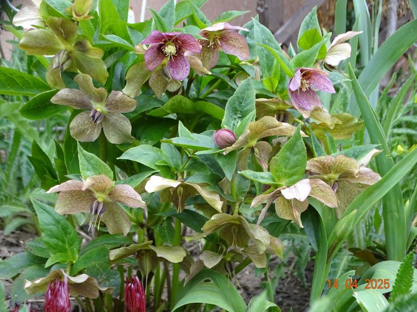 - Helleborus 2025