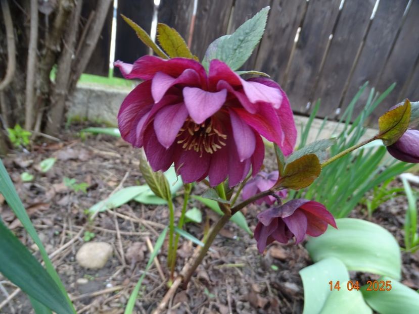 - Helleborus 2025