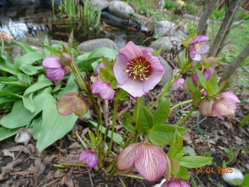  - Helleborus 2025