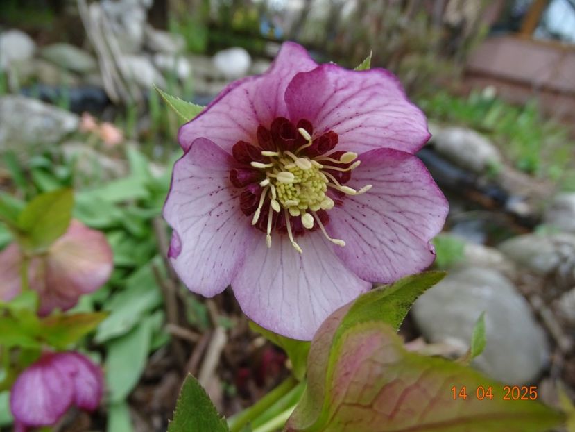 - Helleborus 2025