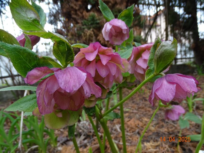  - Helleborus 2025