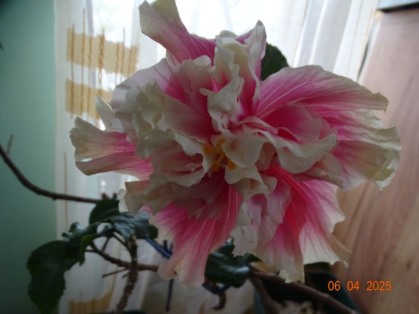  - Hibiscusi