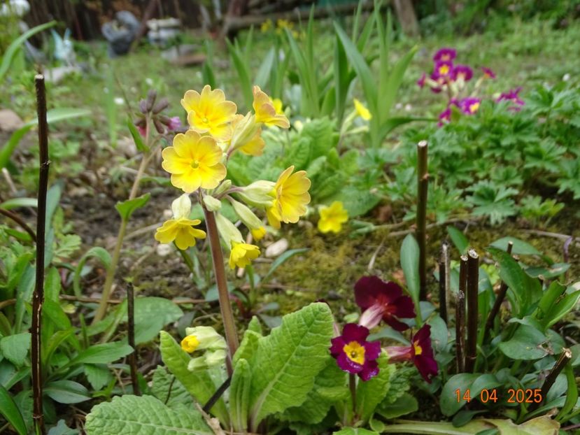  - Primule 2025