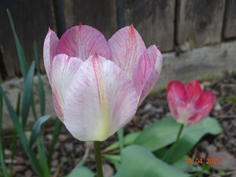 tulipa Flaming Purissima - Primavara 2025