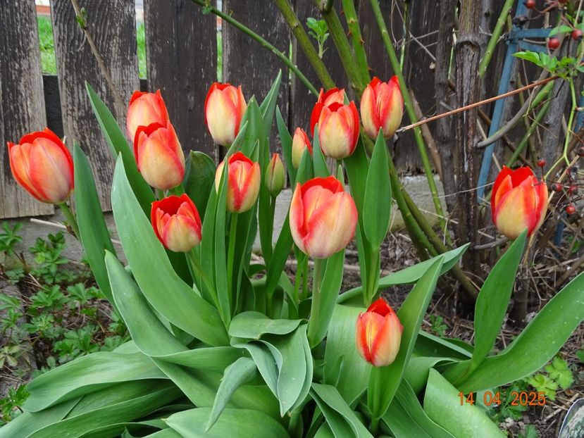 tulipa Orange van Eijk - Primavara 2025