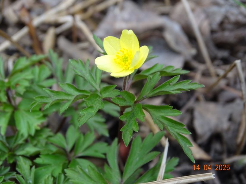 anemone x lipsiensis Vimariensis - Primavara 2025