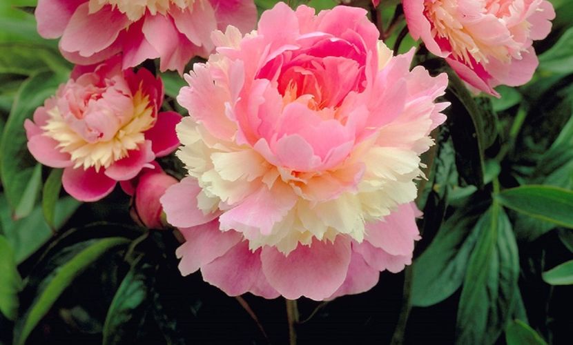 bujor-hybrid-sorbet-p1 - BUJOR SORBET