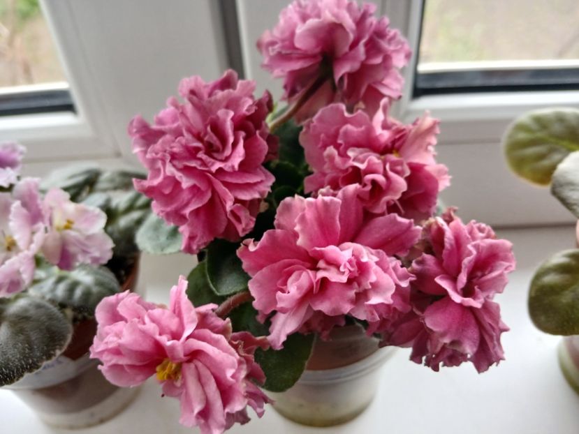  - LF Kremovyy Desert