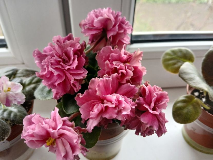  - LF Kremovyy Desert