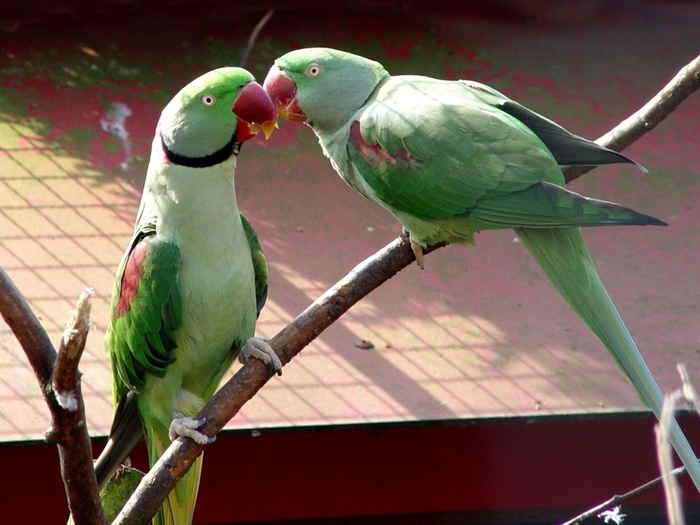 alexandrine-parakeets - LOVE 1