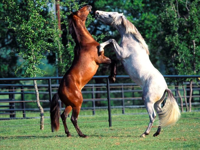 andalusians