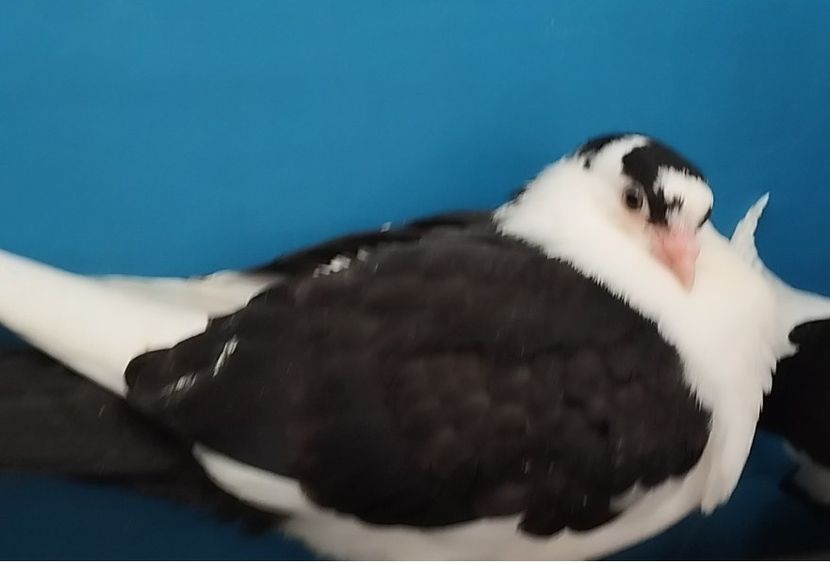 5070 femelă 2025 - Plecați ALBUM 4