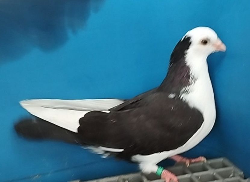 5066 femelă 2025 - Plecați ALBUM 4