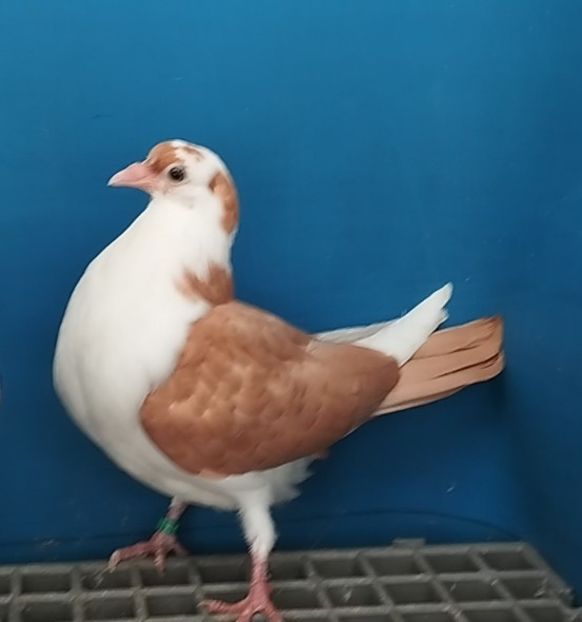 5102 femelă 2025 - Plecați ALBUM 4