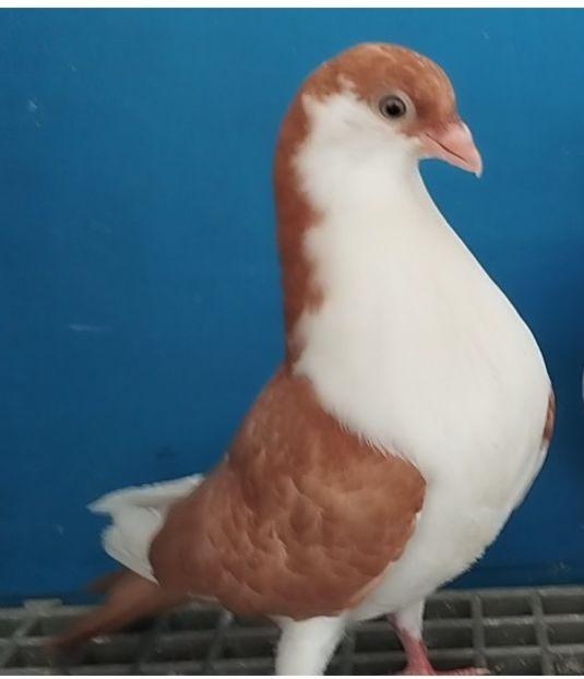 5077 mascul 2025 - Plecați ALBUM 4