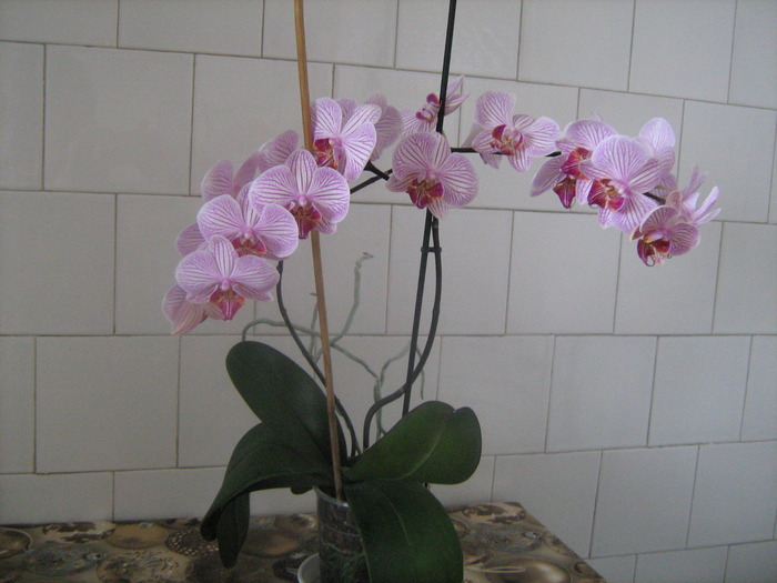 IMG_5970 - orhideele mele in 2010