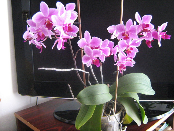 IMG_6044 - orhideele mele in 2010