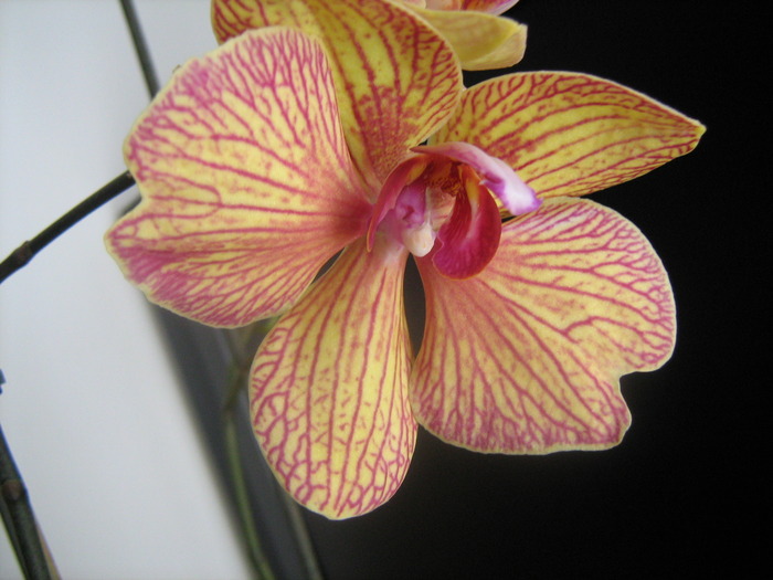 IMG_6050 - orhideele mele in 2010