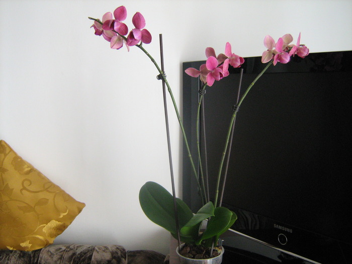 IMG_6066 - orhideele mele in 2010