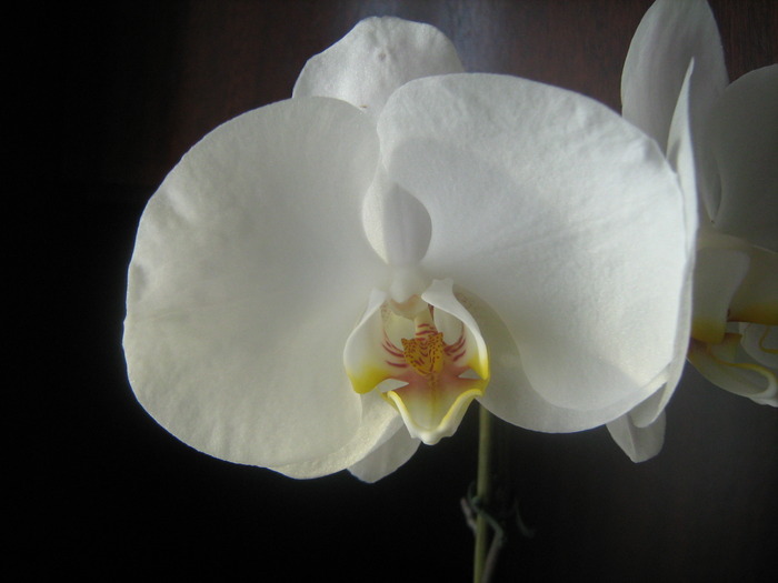 IMG_6096 - orhideele mele in 2010
