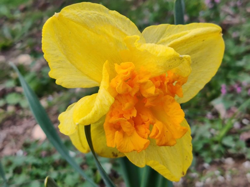 Ferris wheel - Narcise1