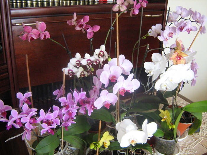 IMG_6110 - orhideele mele in 2010