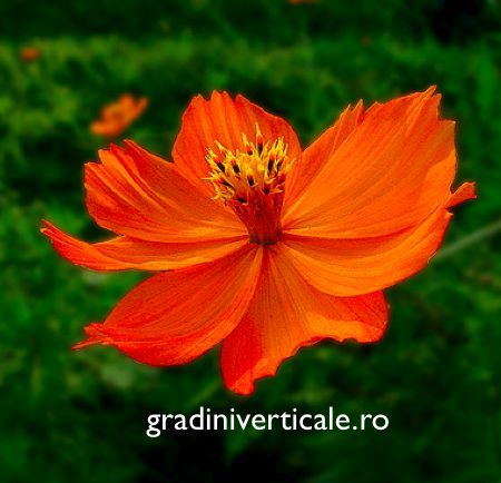 Picture%202_1[1] - flori